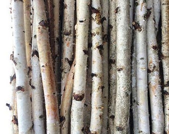 Four White Birch Poles 7 Feet Long