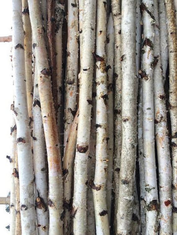 Four White Birch Poles 8 Feet Long