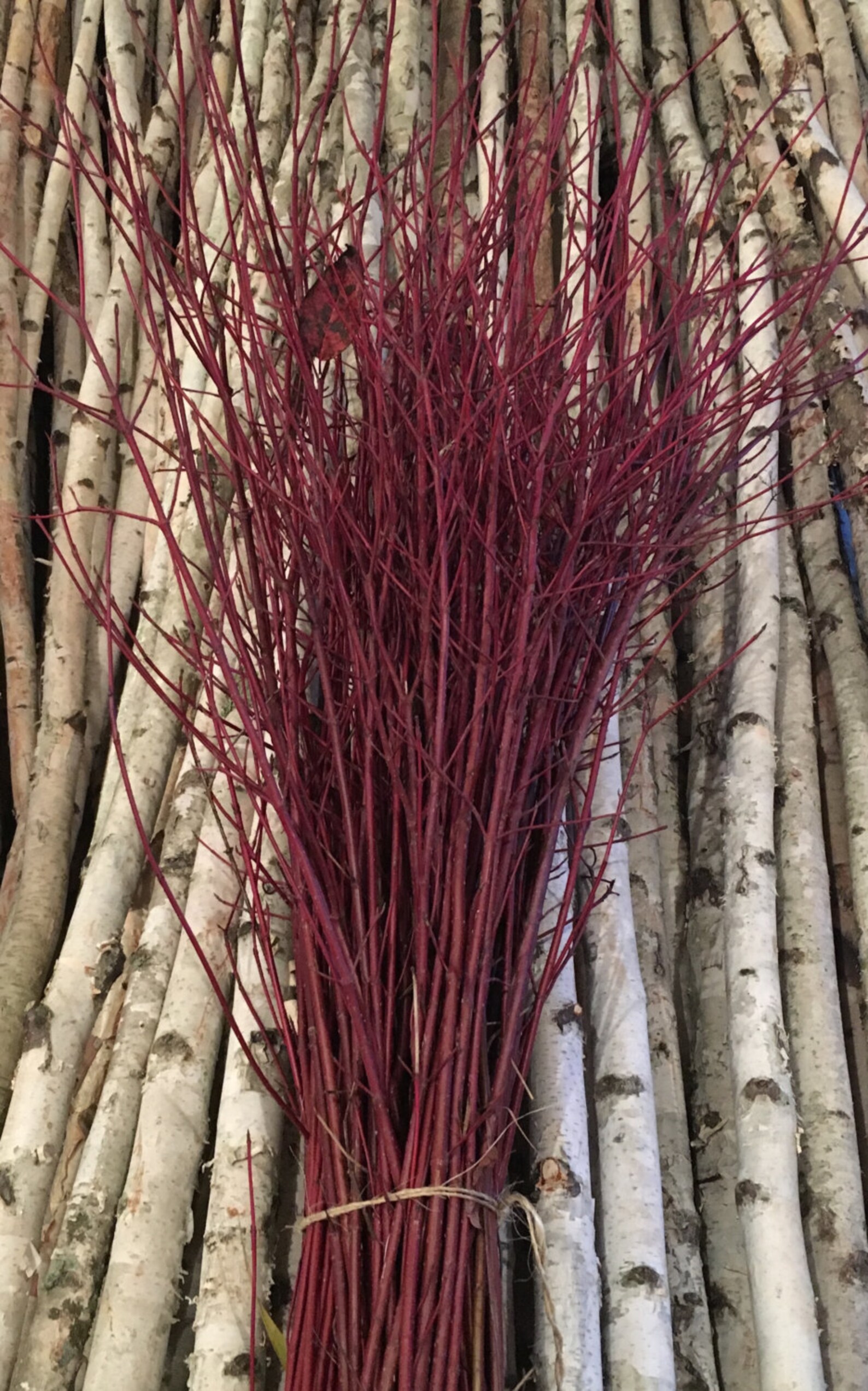 Bundle of Red Dogwood Branches Etsy