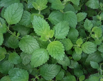 Lemon Balm dried herb homegrown half ounce