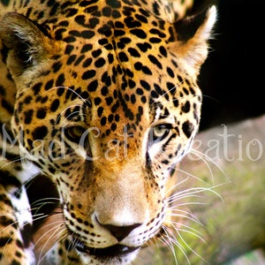 Eye of the Jaguar