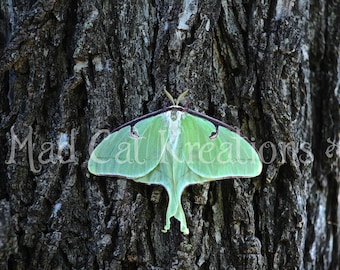 Puede incluir: Una polilla luna verde con alas largas y puntiagudas y un cuerpo blanco está posada en un tronco de árbol marrón oscuro y rugoso.