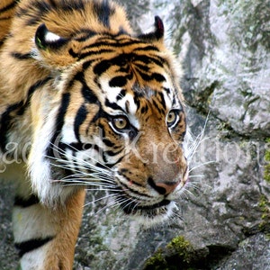Look of a Hunter