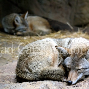 Resting Coyotes