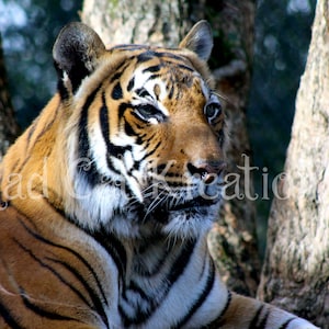 Majestic Malayan Tiger