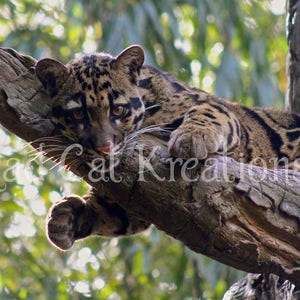Tree Hugger