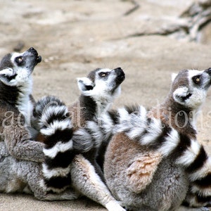 Lemur Song