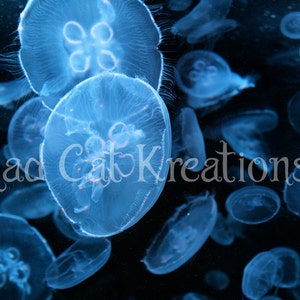 Moon Jellies