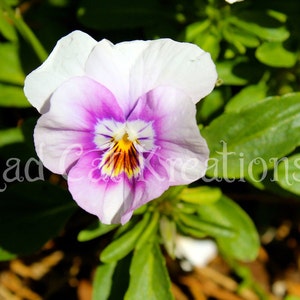 Angry Flower
