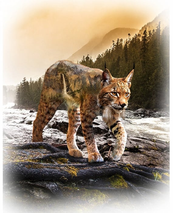 Wildlife Bobcat Fabric Panel, Animal Fabric, Call of the Wild, by Hoffman California Fabrics, T4909-154