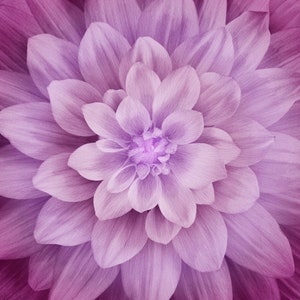 Floral Fabric, Large Flower Print, Dream Big Spectrum Digital Print, Magenta, by Hoffman California Fabrics, P4389-72