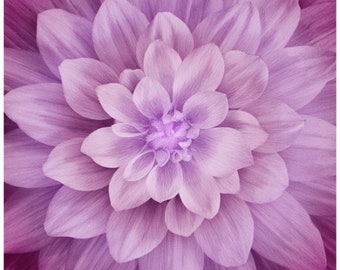 Floral Fabric Panel, Large Flower Print, Dream Big Spectrum Digital Print, Magenta, by Hoffman California Fabrics, P4389-72