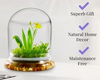 Everlasting Orchid Terrarium with Sundew Moss - Psygmorchis Pusilla – Self growing, Maintenance free, Unique Gift.