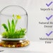 see more listings in the Terrariums section