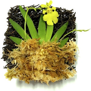 Mounted Orchid - Psygmorchis pusilla - Miniature oncidium orchid - wood fern (30 DAYS Healthy Plant Guarantee)
