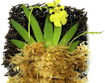 Mounted Orchid - Psygmorchis pusilla - Miniature oncidium orchid - wood fern (30 DAYS Healthy Plant Guarantee)