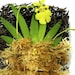 see more listings in the Miniature Orchids section