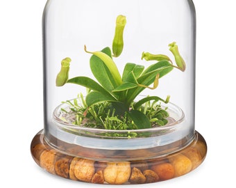 Pitcher Plant ( Nepenthes tobaica ) Terrarium with Sundew Moss in Self Sustaining Glass Jar, Maintenance Free, 100% Growth Guarantee