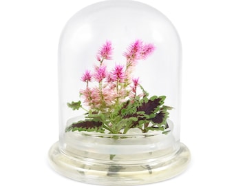 Celosia X Coleus, zero-maintenance floral terrarium, jumbo size