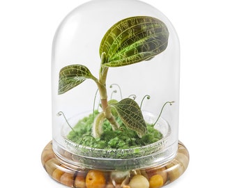 Jewel Orchid (Macodes. petola) Terrarium in Self Sustaining Dome, Maintenance Free, Great Unique Gift and Home Décor, 100% Growth Guarantee