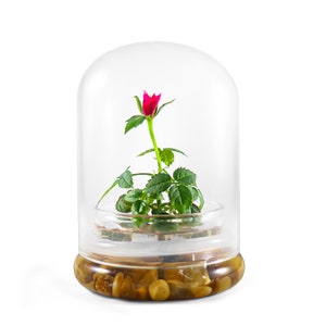 Live Rose Terrarium, Miniature Rose in Self Sustaining Glass Jar, Maintenance Free, Great Unique Gift and Home Décor, 100% Growth Guarantee