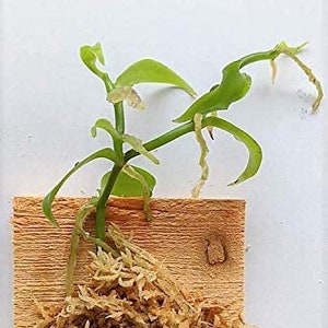 Vanilla Planifolia,  Vanllia Orchid Mounted on Cypress Board (30 DAYS Healthy Plant Guarantee)