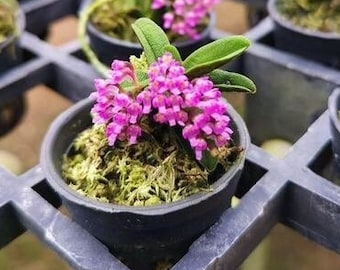 Schoenorchis Fragrans, The Fragrant Schoenorchis, Wood Mount (30 DAYS Healthy Plant Guarantee)