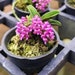 see more listings in the Miniature Orchids section