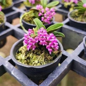 Schoenorchis Fragrans, The Fragrant Schoenorchis, Wood Mount (30 DAYS Healthy Plant Guarantee)