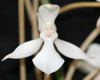 Aerangis Biloba (L'Aerangis à deux lobes), monté sur bois (garantie de 30 jours pour des plantes saines)