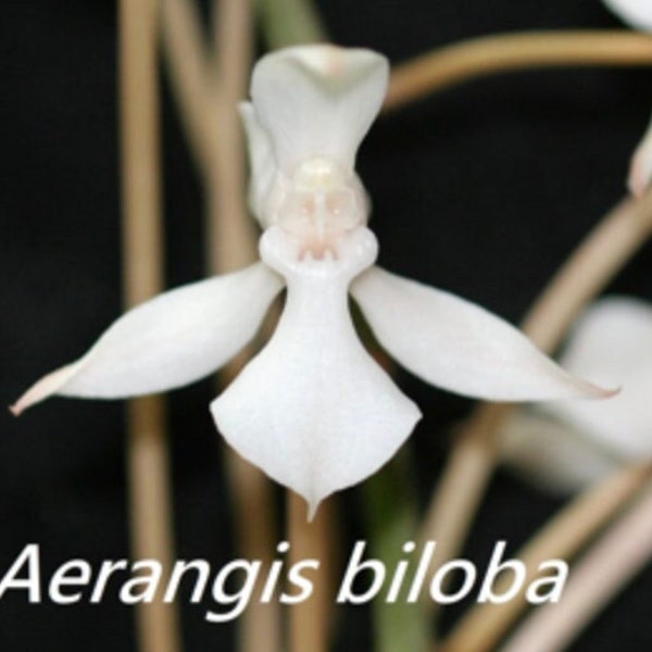 Aerangis Biloba (The Two-lobed Aerangis), wood mounted (30 DAYS Healthy Plant Guarantee)
