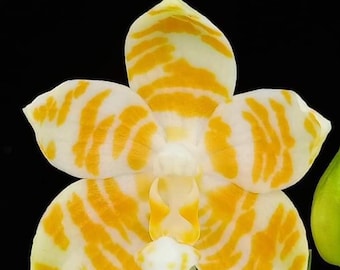 Bloomify Live Phalaenopsis KS Super Zebra ‘Golden Zebra’ – Striking Golden-Yellow Striped Orchid, Easy to Grow & Exceptionally Showy