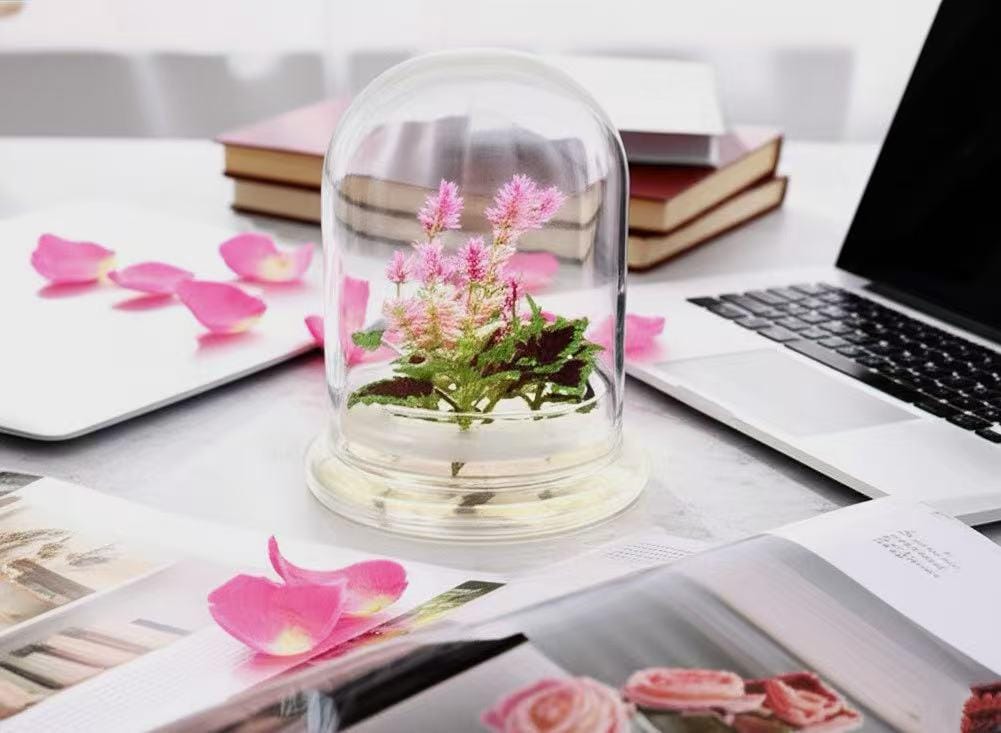 Celosia X Coleus, zero-maintenance floral terrarium, jumbo size