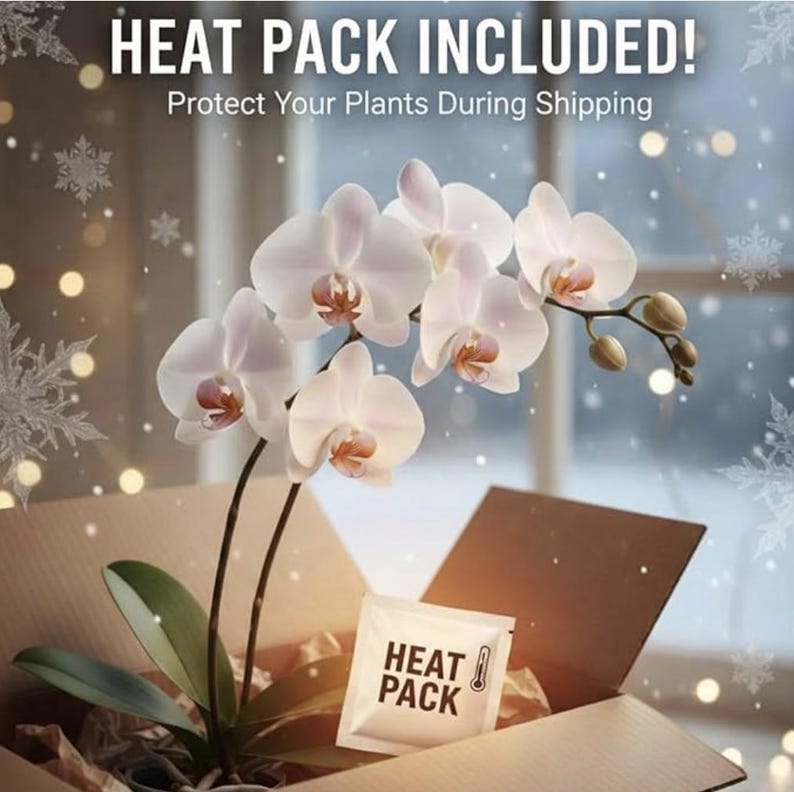 Ornithocephalus Gladiatus, Sword-Shaped Lip Ornithocephalus, Fan-shaped leaves (30 DAYS Healthy Plant Guarantee) image 3