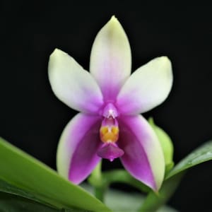Flowering-size, Phalaenopsis Bellina (30 DAYS Healthy Plant Guarantee)