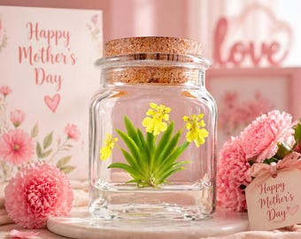 Live Miniature Orchid Terrarium, Psygmorchis Pusilla, Signature Product