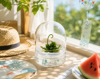 Sundew Dome Terrarium -Carnivorous Plant -Drosera-Indoor plants - Insects bugs -House Plant -Glass cube-office desk-live plants-Gift for him