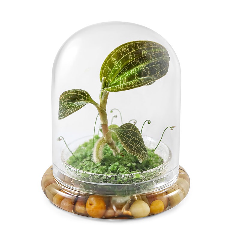 Jewel Orchid (Macodes. petola) Terrarium in Self Sustaining Dome, Maintenance Free, Great Unique Gift and Home Décor, 100% Growth Guarantee 