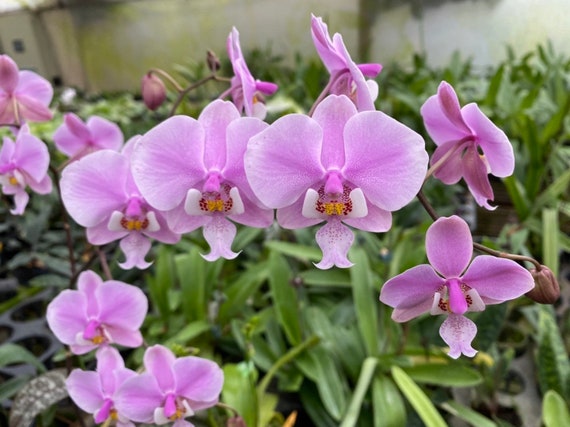 【セット】Phal philippinensis と schilleriana Phalaenopsis schilleriana x Phal. philippinensis