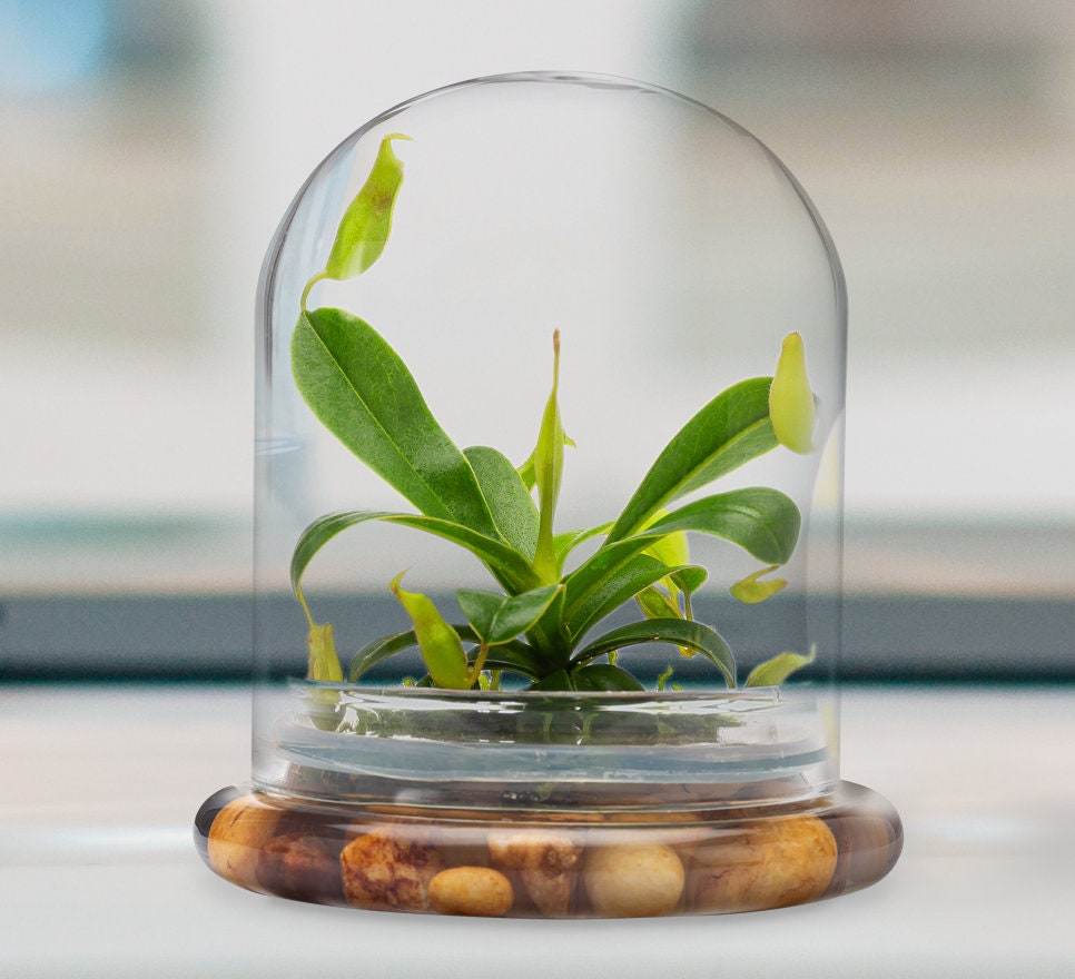 Pitcher Plant ( Nepenthes Tobaica ) Terrarium With Sundew Moss in