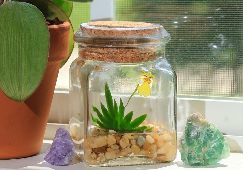 Orchid Terrarium-Miniature orchid/Glass Terrarium/Indoor Garden/Office desk/Live plants/Gift for Her/Wedding Favor/Bridesmaid/Anniversary bild 4