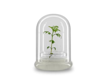 nutritious terra gel terrarium, zero maintenance, Interactive glass terrarium, A gift with educational value for children