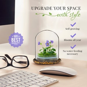 Awarded: Everlasting Persian Violet  Live Flower Terrarium with Sundew Moss, Maintenance Free, Blooms All-Season, 100% Growth Guarantee