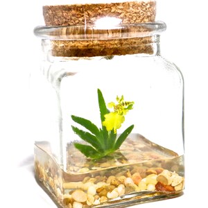 Orchid Terrarium-Miniature orchid/Glass Terrarium/Indoor Garden/Office desk/Live plants/Gift for Her/Wedding Favor/Bridesmaid/Anniversary bild 8