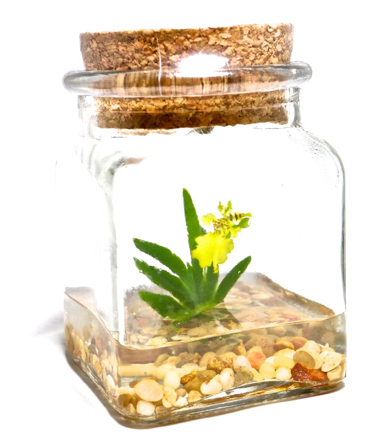 Orchid Terrarium-Miniature orchid/Glass Terrarium/Indoor Garden/Office desk/Live plants/Gift for Her/Wedding Favor/Bridesmaid/Anniversary bild 8