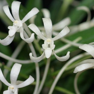 Neofinetia Falcata 'Amami Island' (White Snow), Wood mount (30 DAYS Healthy Plant Guarantee)