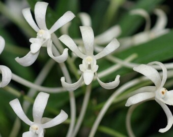 Neofinetia Falcata 'Amami Island' (White Snow), Wood mount (30 DAYS Healthy Plant Guarantee)