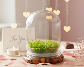 Self-Growing Moss Terrarium – Sundew Carnivorous Plants Live – No Maintenance Terrarium – Long-Lasting Plants Live - Ecosystem Terrarium