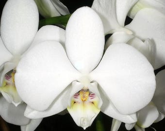 Bloomify Live Phalaenopsis amabilis (White Moth Orchid)-Elegant Indoor Blooming Plant, Easy Care Houseplant, Beginner-Friendly