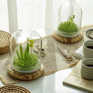 K&ouml;nnte beinhalten: Zwei Glasterrarien mit Pflanzen im Inneren, jeweils auf einem Holzsockel. Die Terrarien sind mit einer transparenten Glaskuppel bedeckt. Eines hat eine gelbe Blume und gr&uuml;ne Bl&auml;tter, das andere gr&uuml;ne Sprossen.